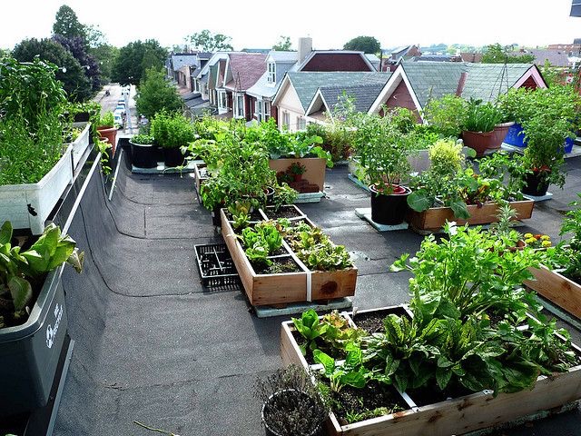 Rooftop Farming a Perfect Response  to Rapid Urbanization