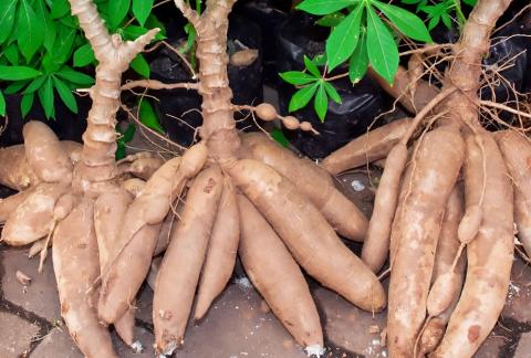 Tough Questions on Genetically Modified Cassava in Kenya